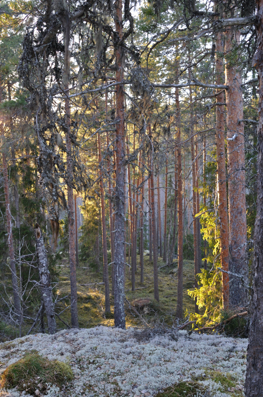 DSC_0903_koe_01.JPG