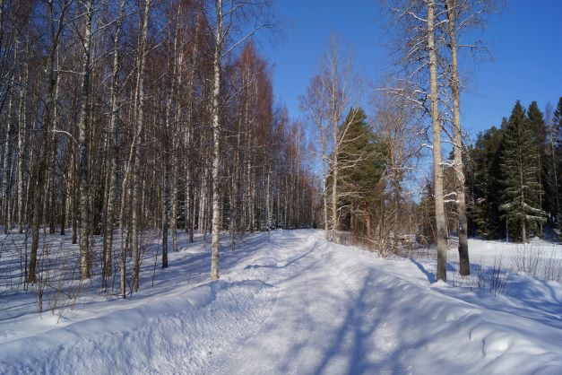 Jokelan_koivikko_Kehä_Sinisen_varrella_nettikuva.JPG