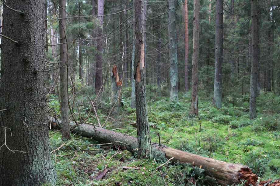 Keloja_ja_liekoja,_VLK,_Ritvala_syksy_2015.jpg