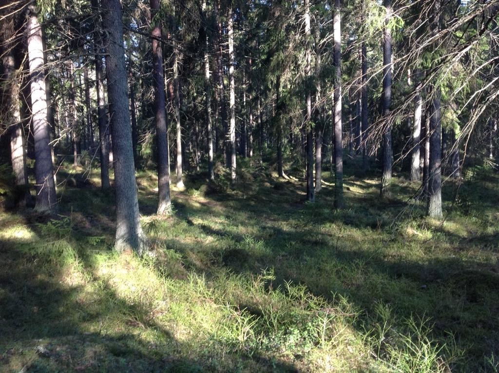 Metsä1.jpg