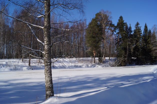 Nettilaatu_Jokelan_koivikko_Pappilanjoen_toiselta_rannalta_kuvattuna3.JPG