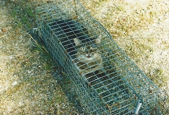 kissa_loukussa.jpg