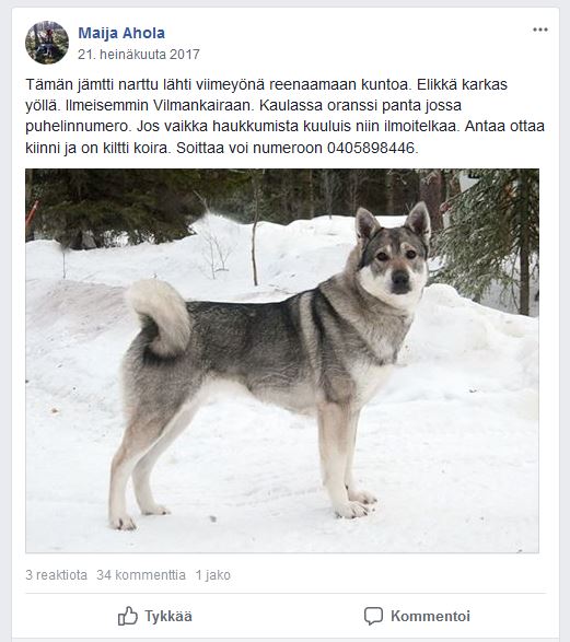 maija_ahola_karannut_koira.JPG