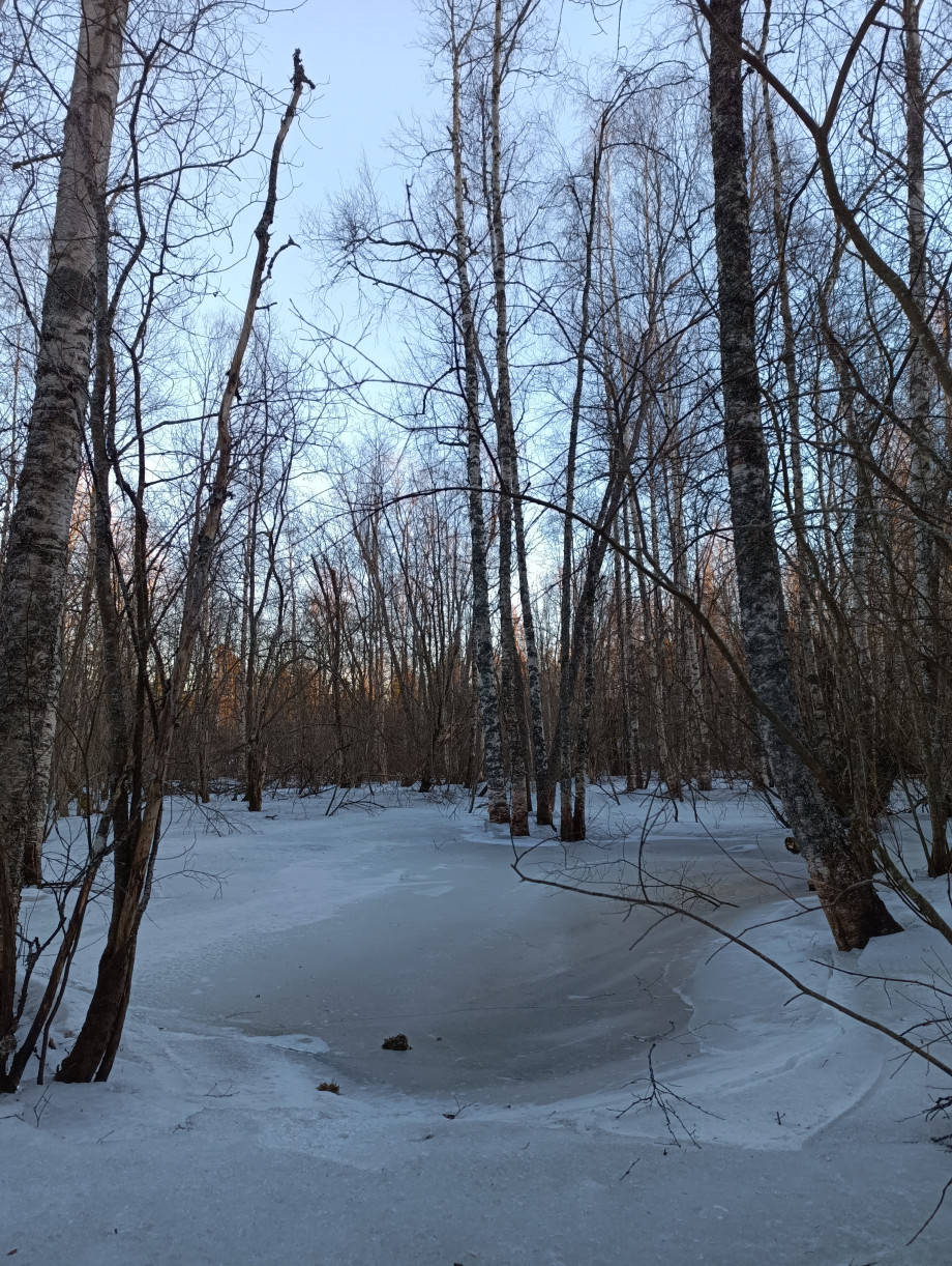 metsätulva-alue.jpg