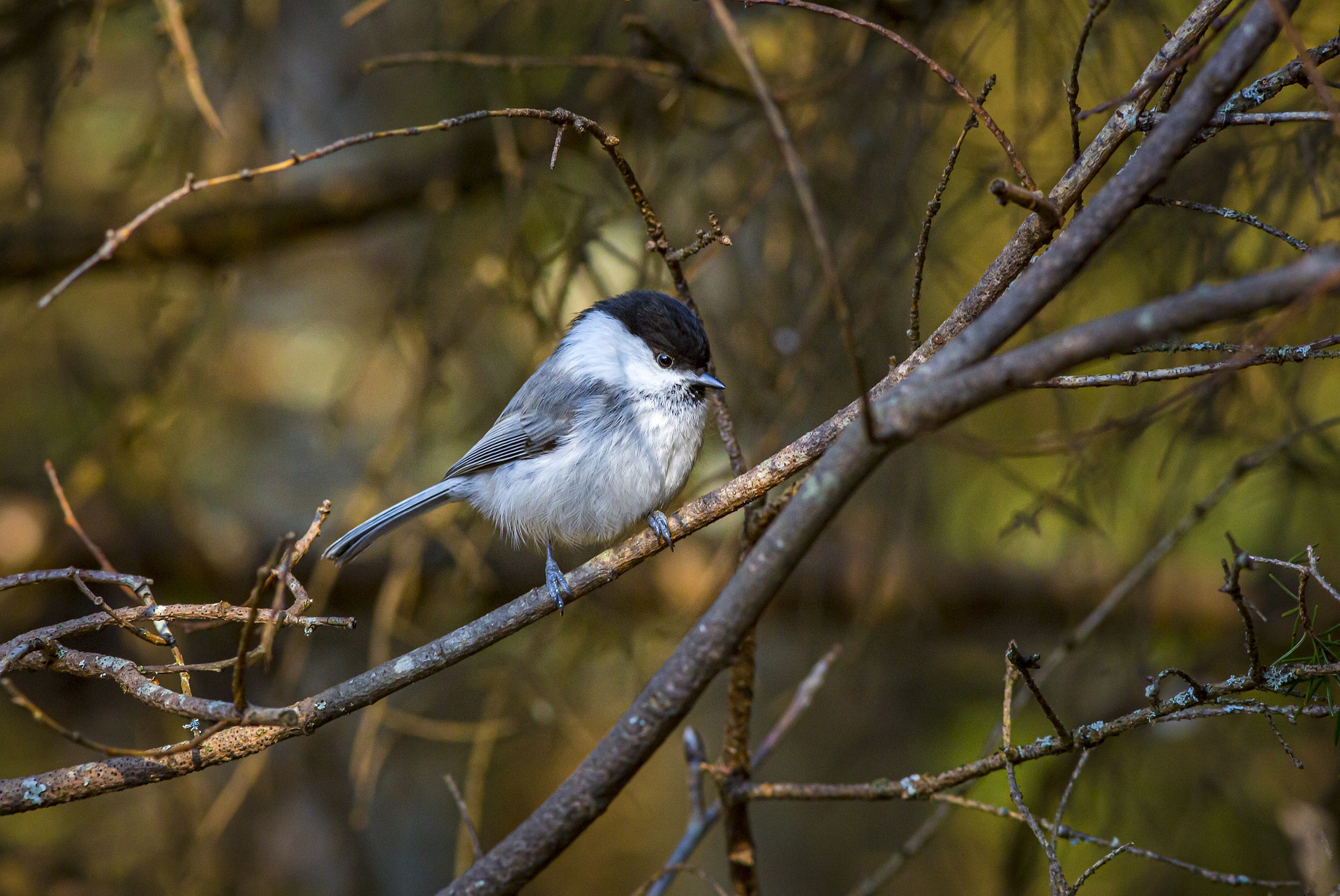 willow-tit-g8e0103312_1920.jpg